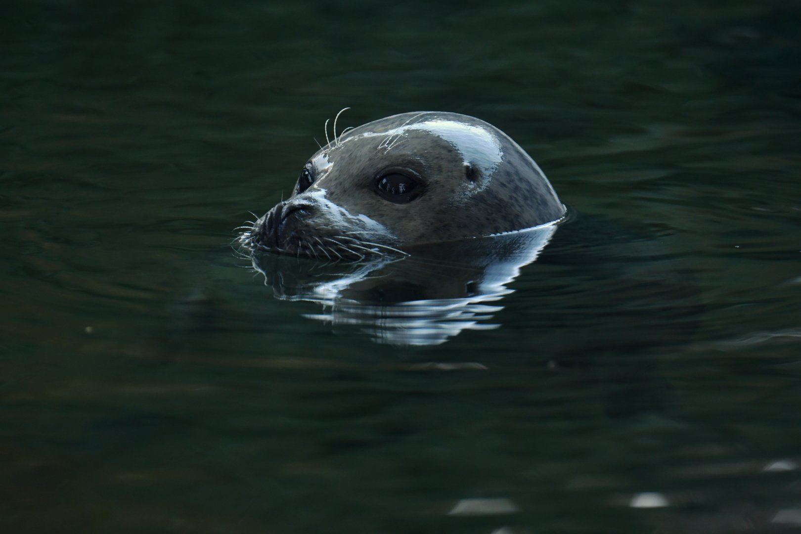 Eastern Atlantic harbour seal (Phoca vitulina vitulina)