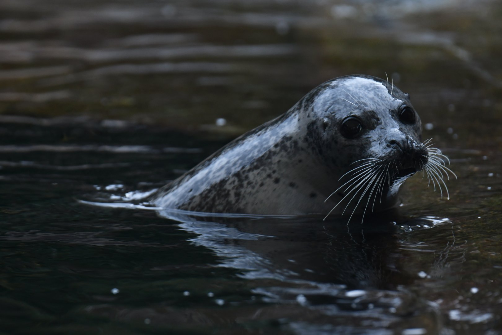 Eastern Atlantic harbour seal (Phoca vitulina vitulina)