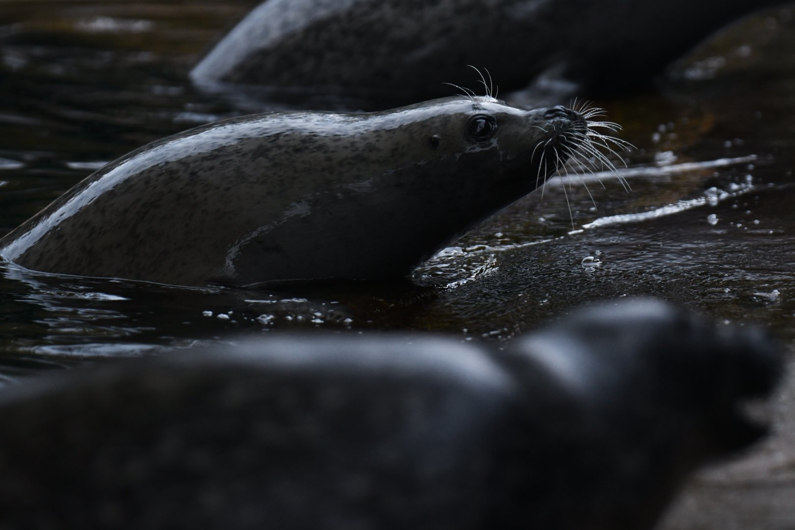 Eastern Atlantic harbour seal (Phoca vitulina vitulina)