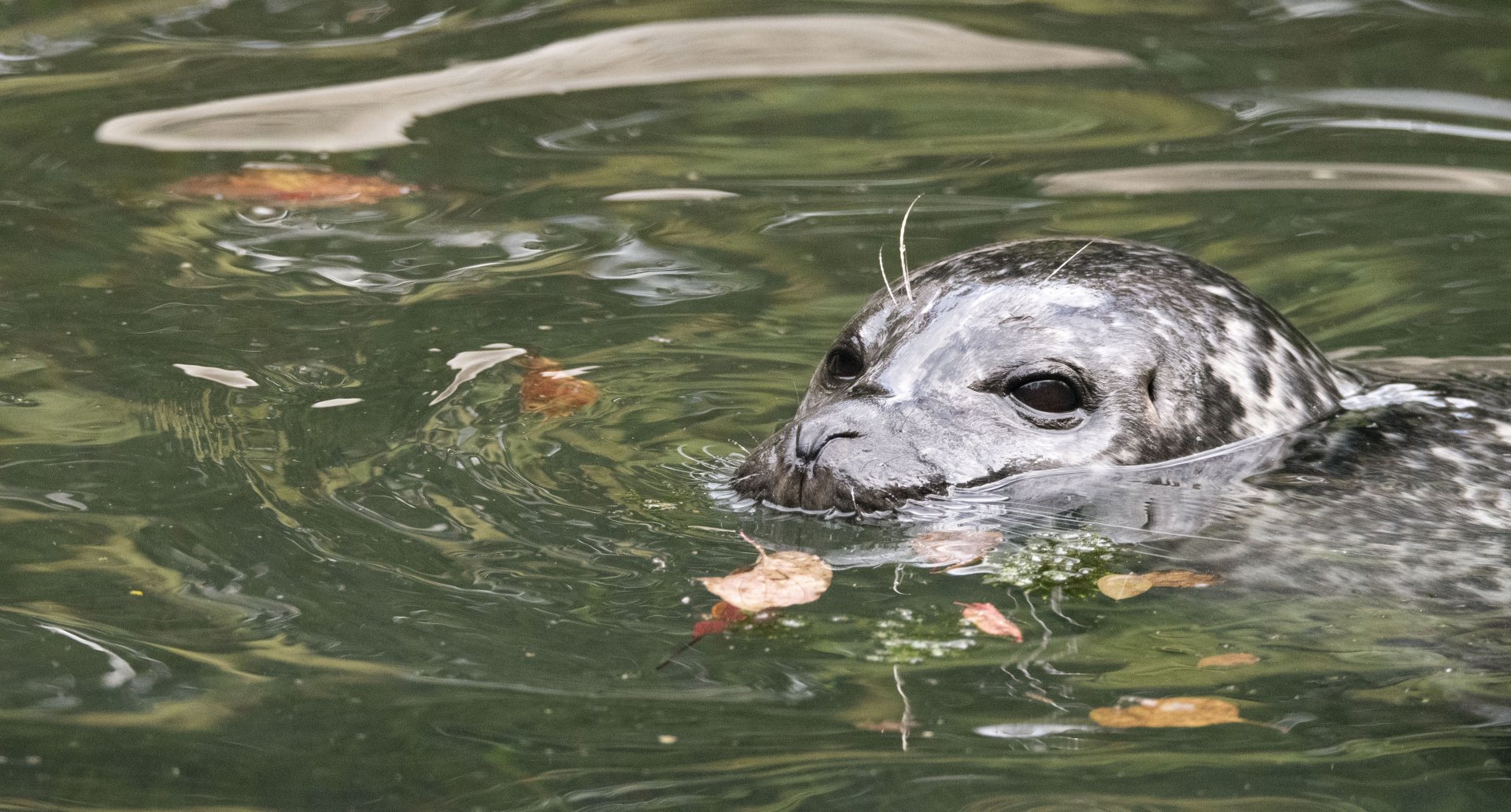 Eastern Atlantic harbour seal (Phoca vitulina vitulina)