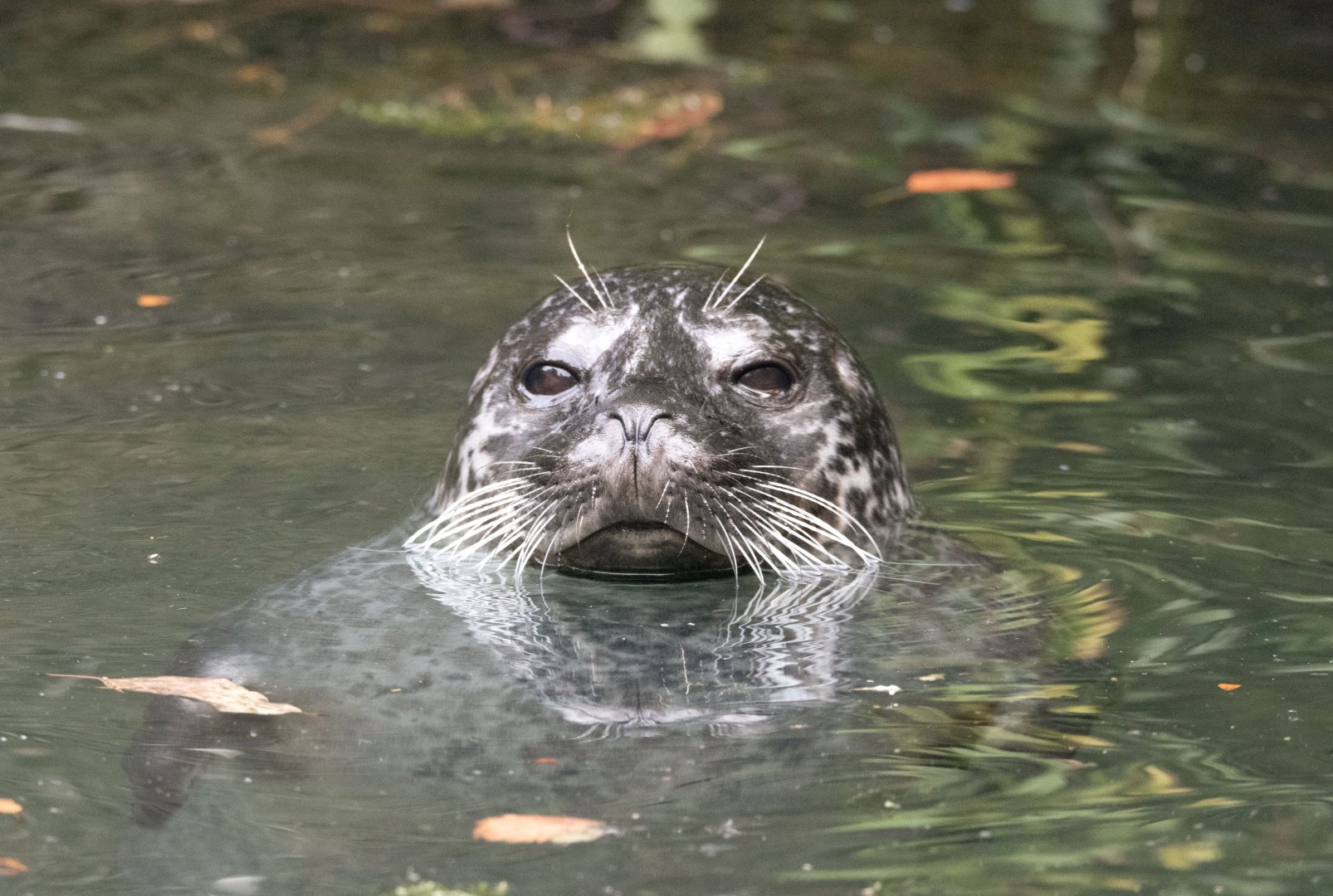 Eastern Atlantic harbour seal (Phoca vitulina vitulina)