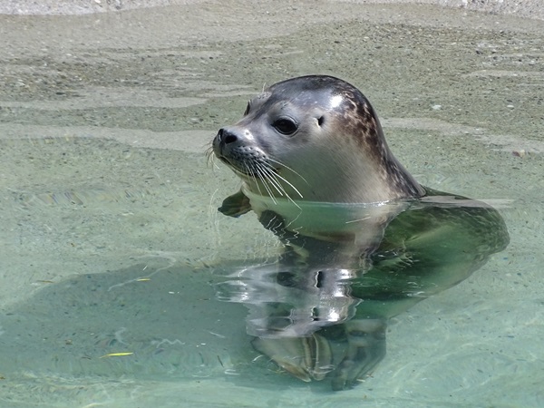 Eastern Atlantic harbour seal (Phoca vitulina vitulina)