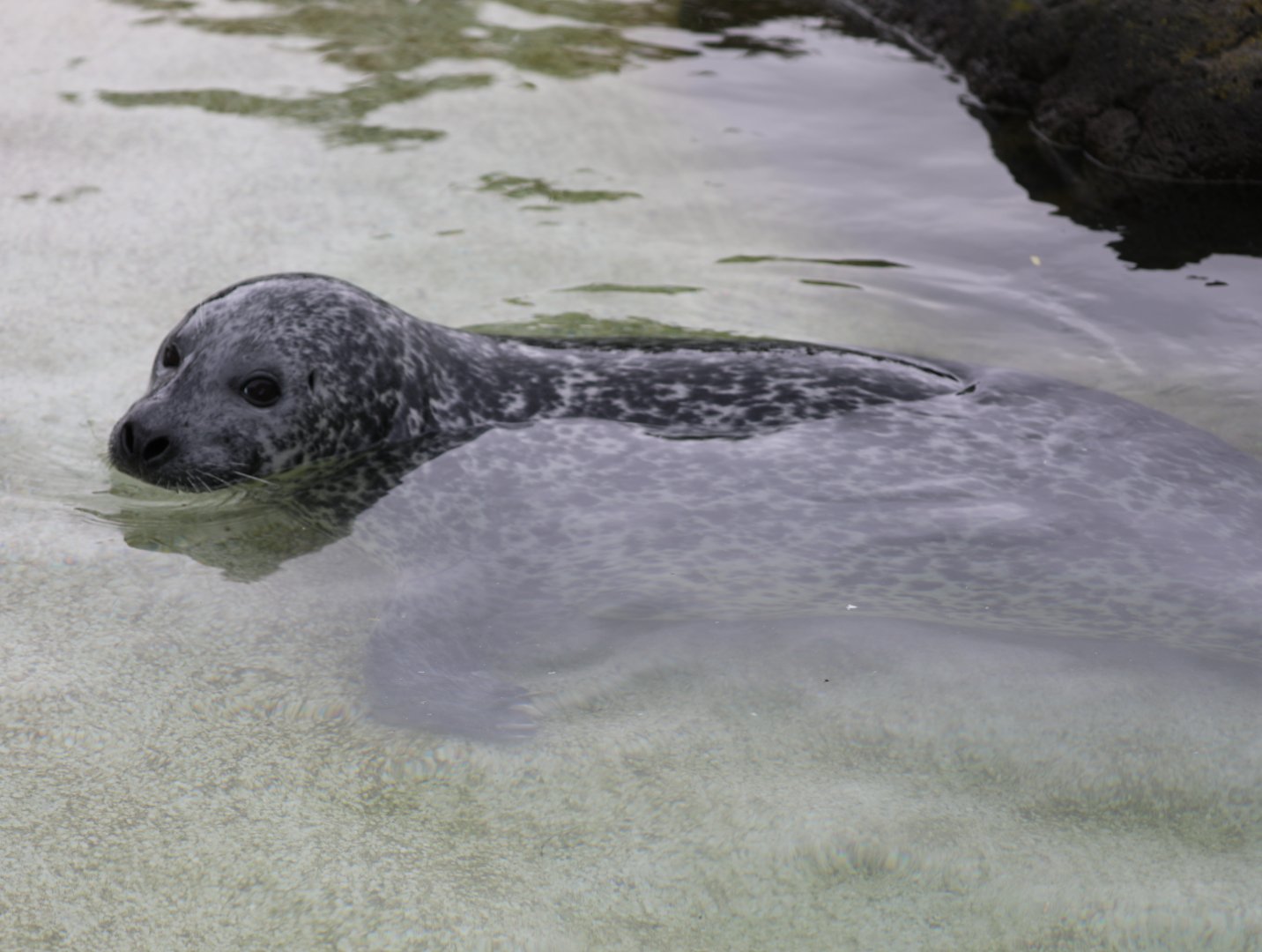 Eastern Atlantic harbour seal (Phoca vitulina vitulina)
