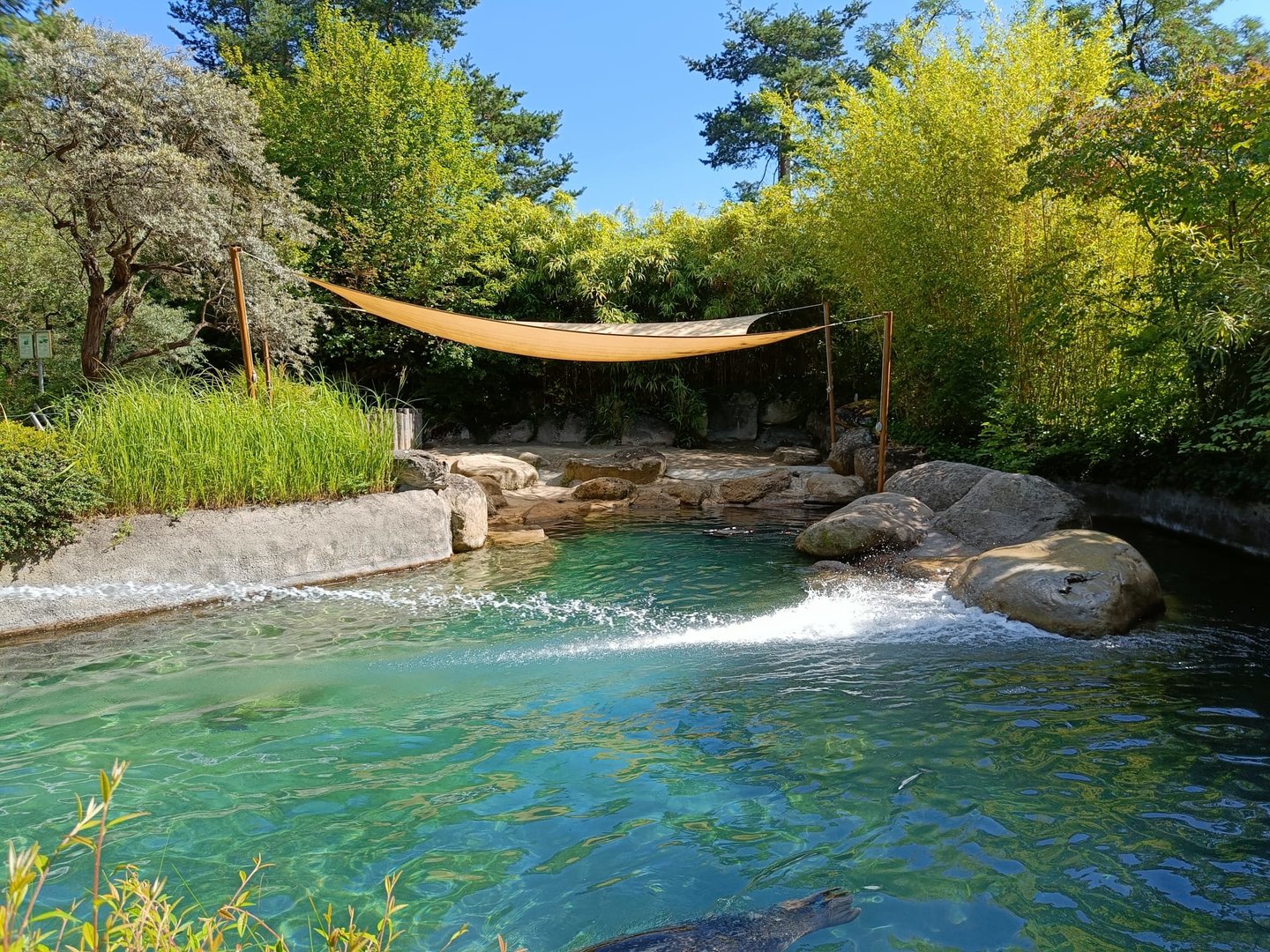 Eastern Atlantic Harbour Seal pool