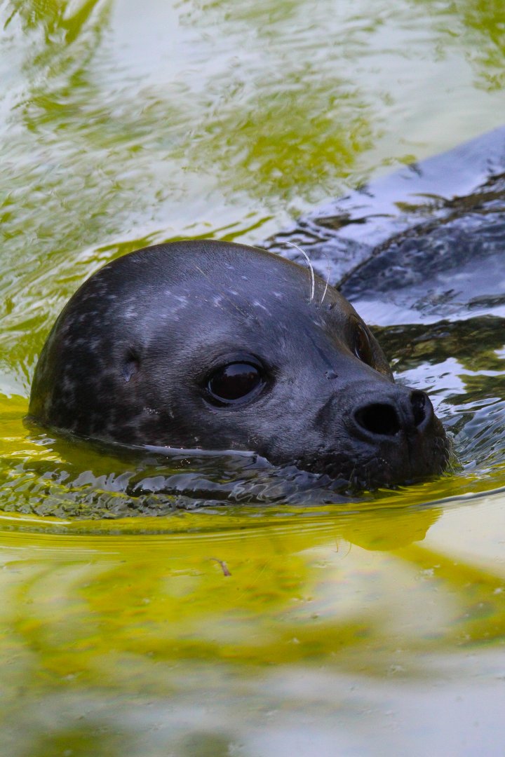 Eastern Atlantic Harbour Seal- September 2024