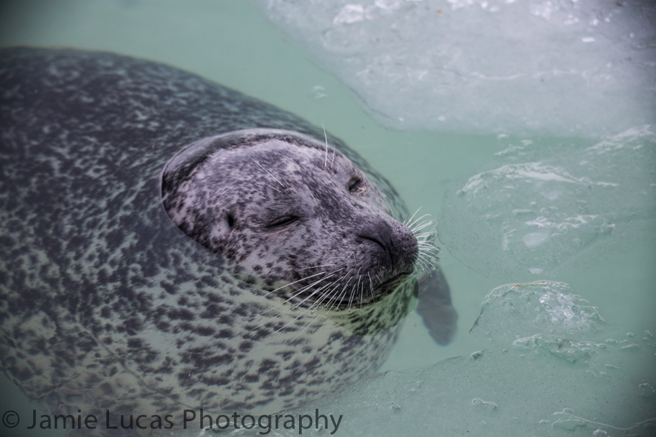 Eastern Atlantic Harbour Seal
