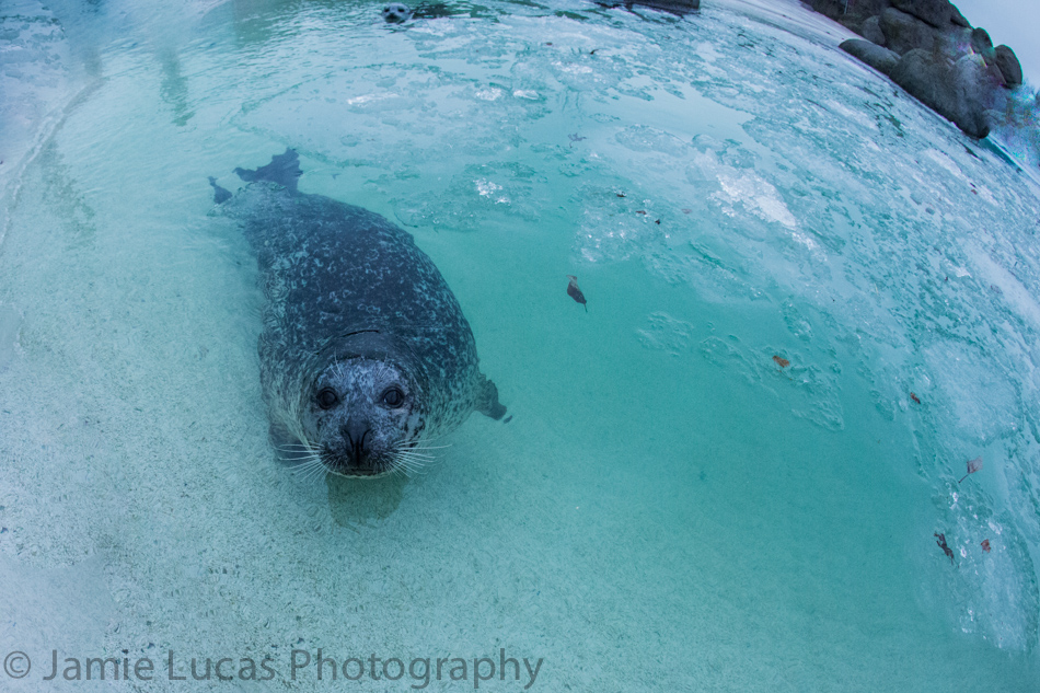 Eastern Atlantic Harbour Seal