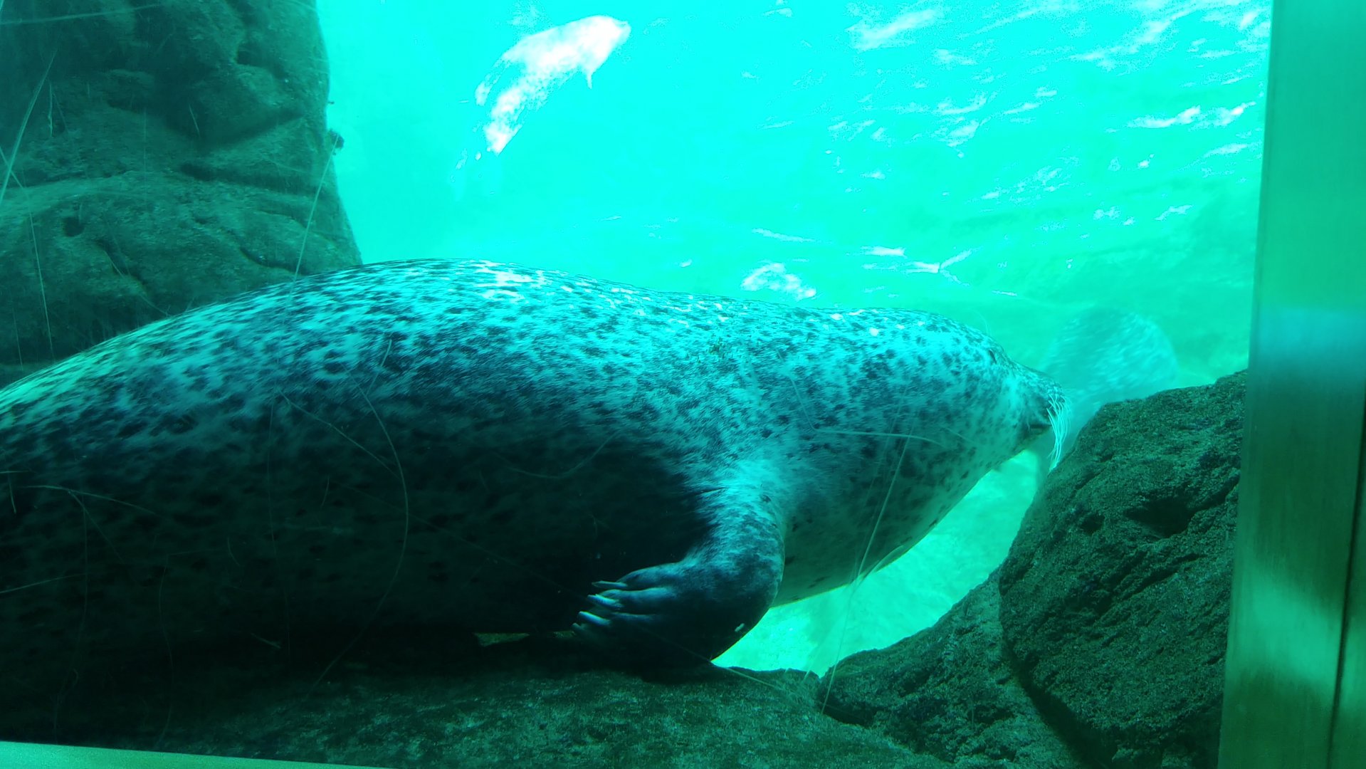 Eastern Atlantic harbour seal