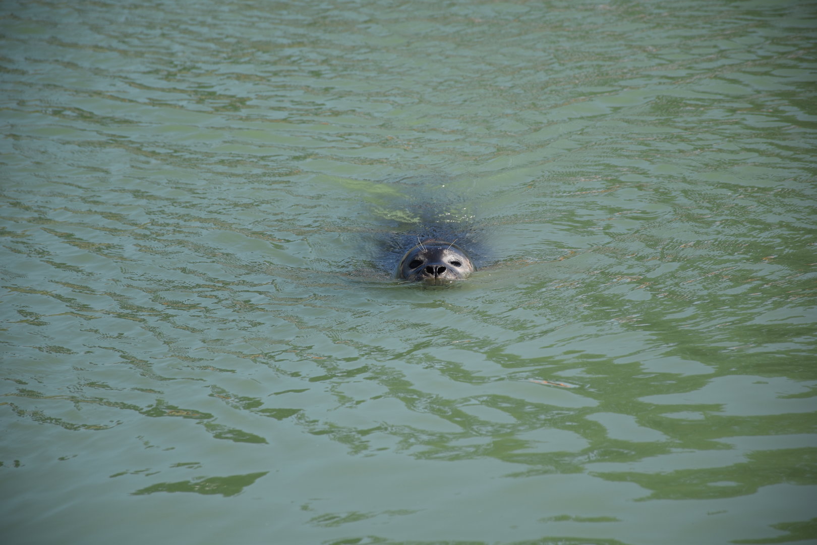 Eastern Atlantic harbour seal