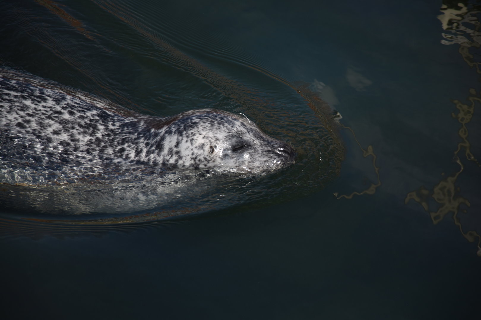 Eastern Atlantic harbour seal