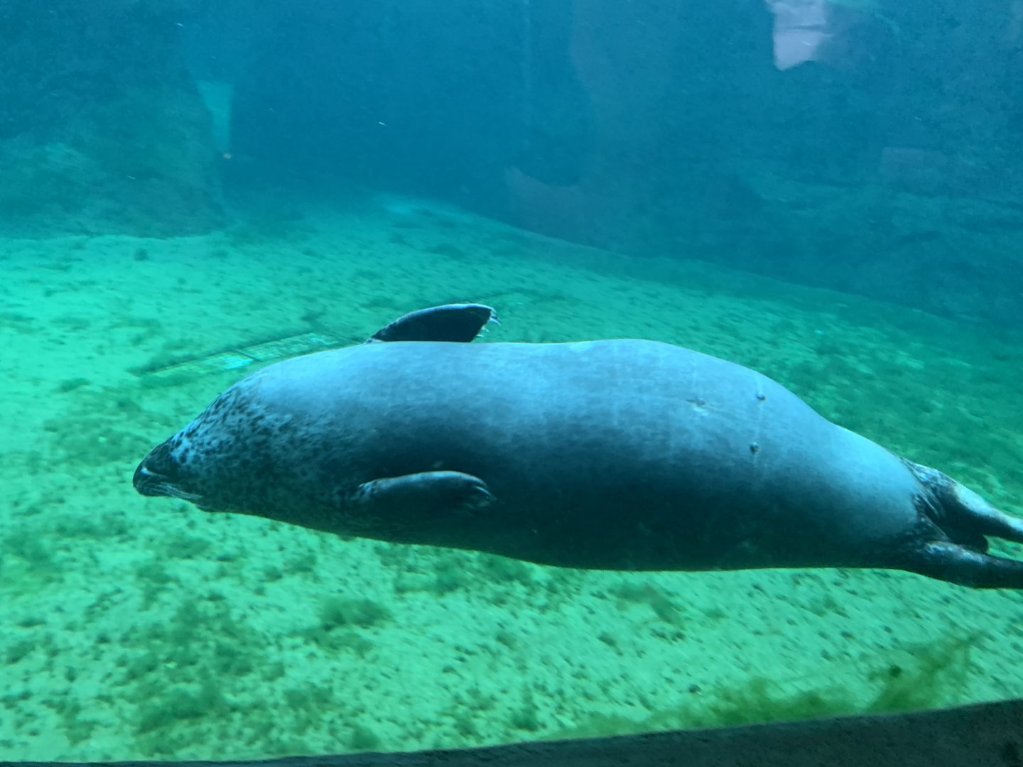 Eastern Atlantic harbour seal