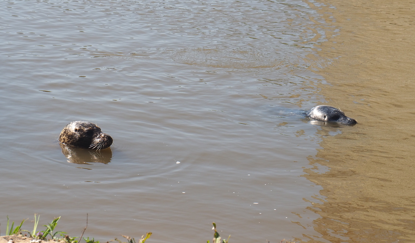 Eastern Atlantic harbour seals (Phoca vitulina vitulina), 2021-09-03