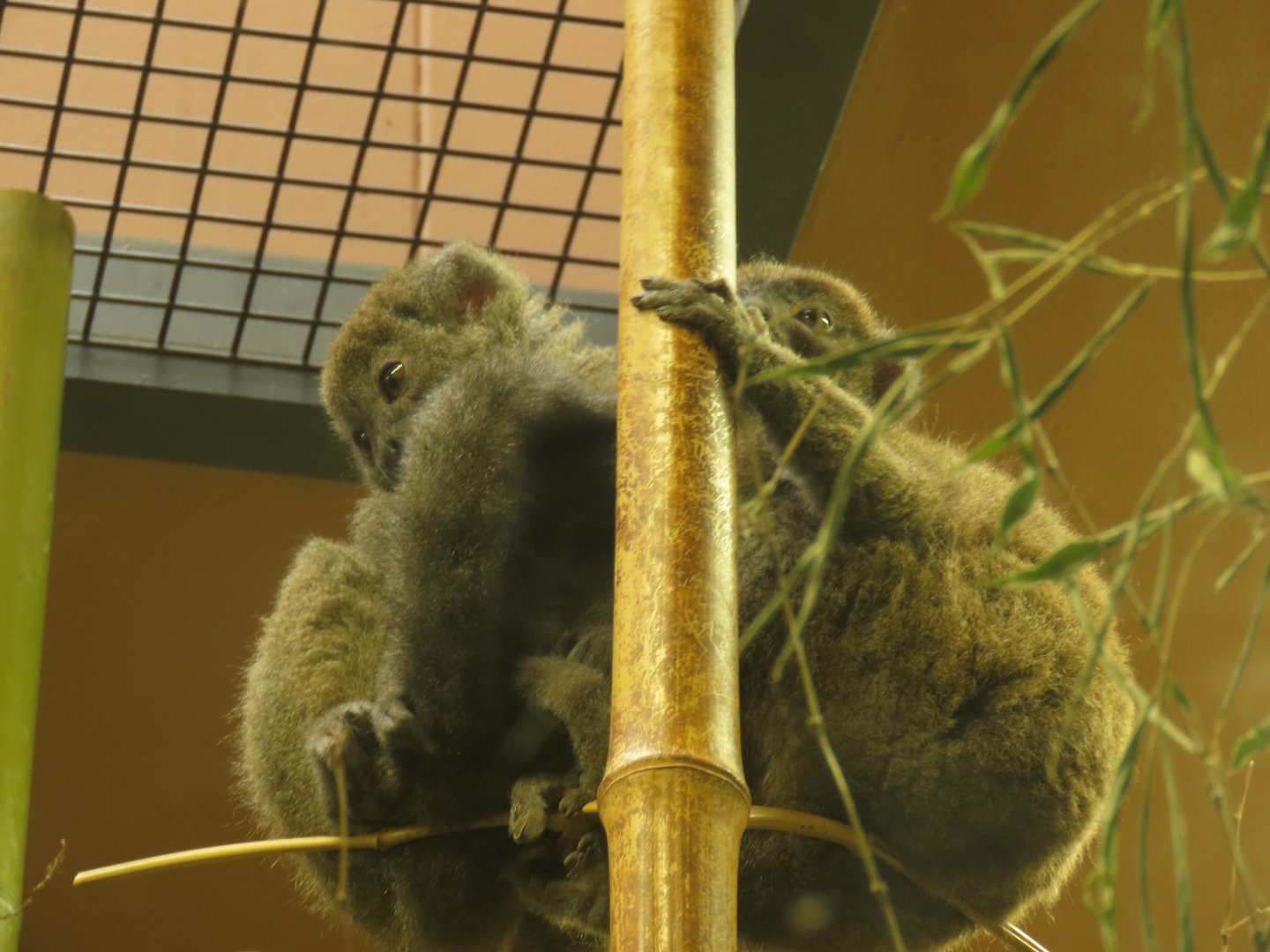 Eastern bamboo lemur