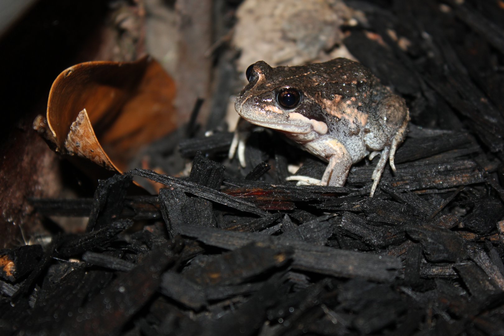 Eastern Banjo Frog (Limnodynastes dumerilii)