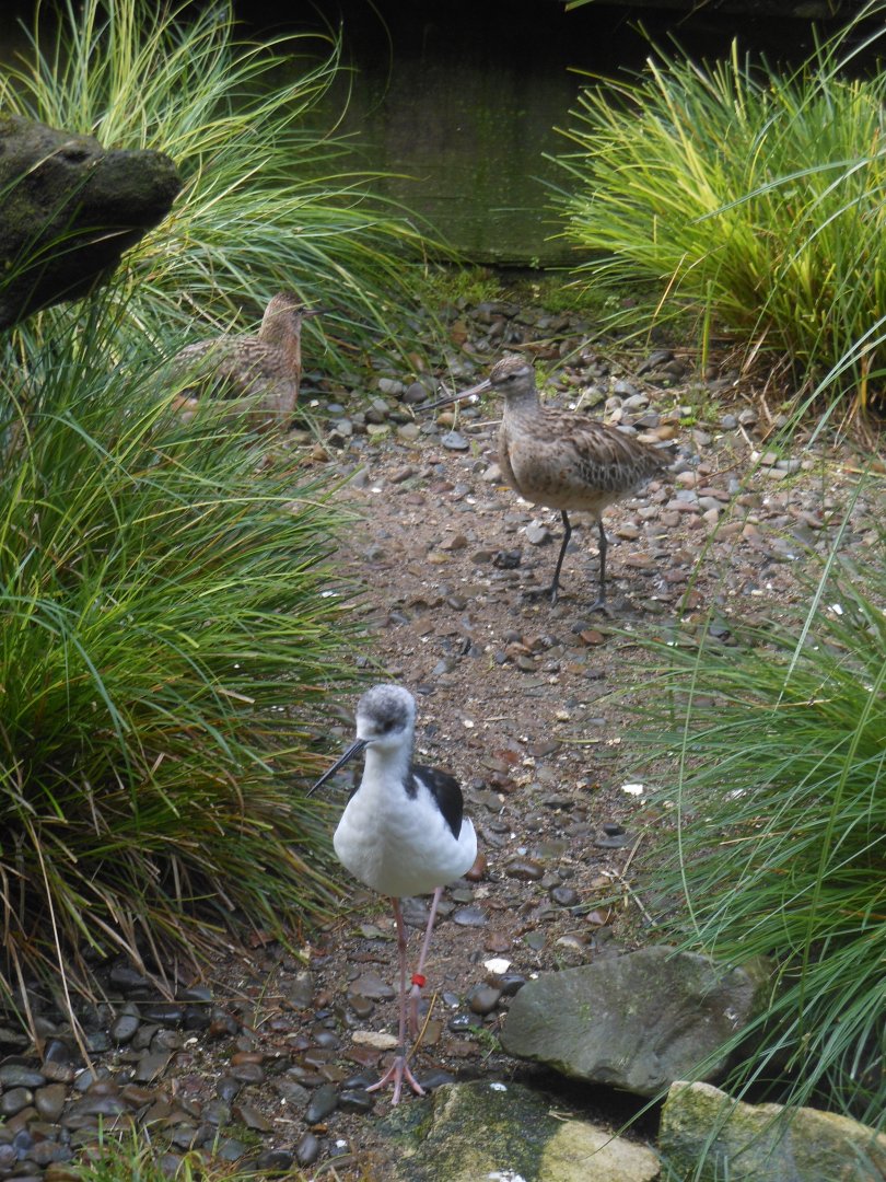 Eastern Bar-tailed Godwit (Limosa lapponica baueri)