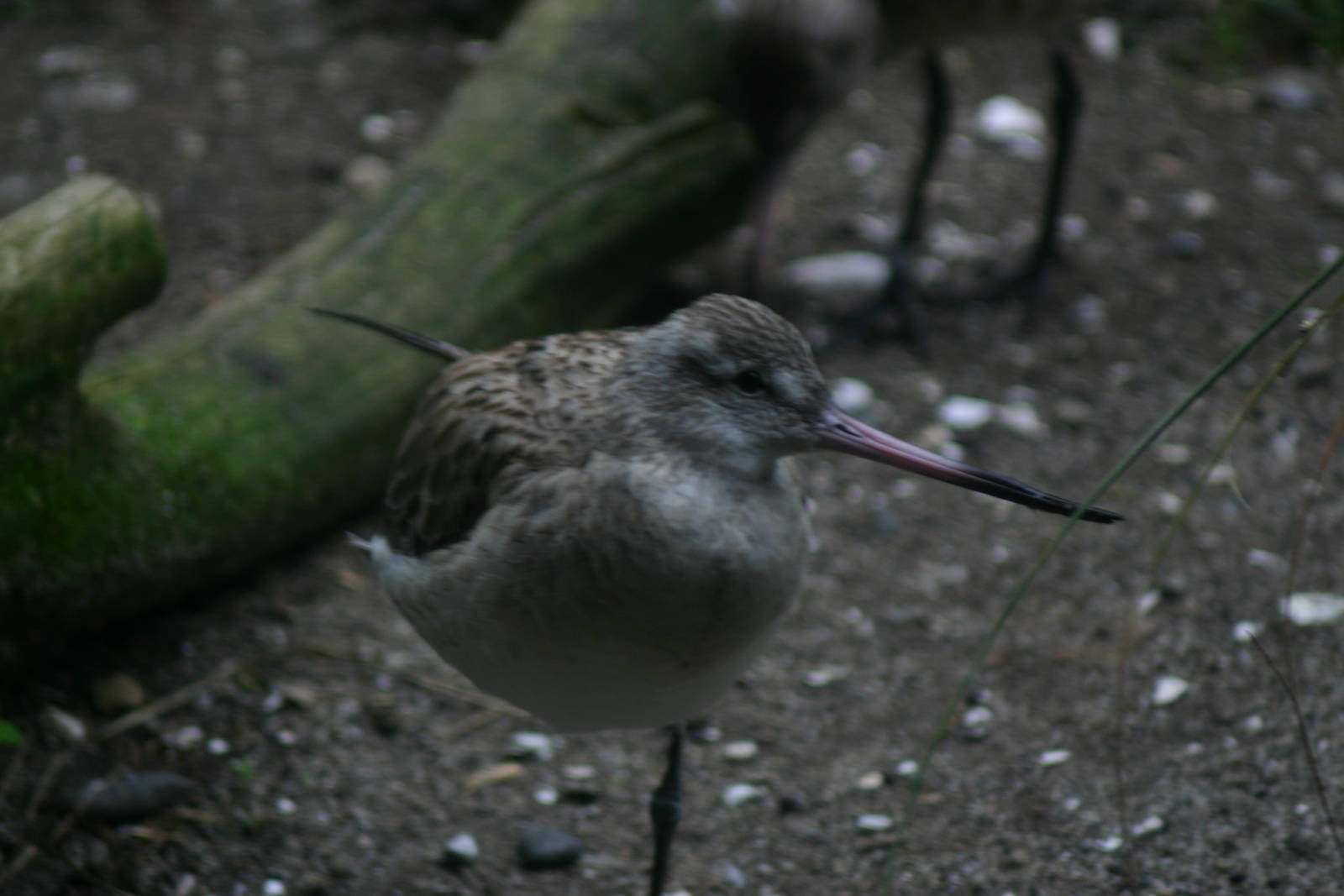 Eastern Bar-tailed Godwit - Otorohanga Kiwi House April 2011