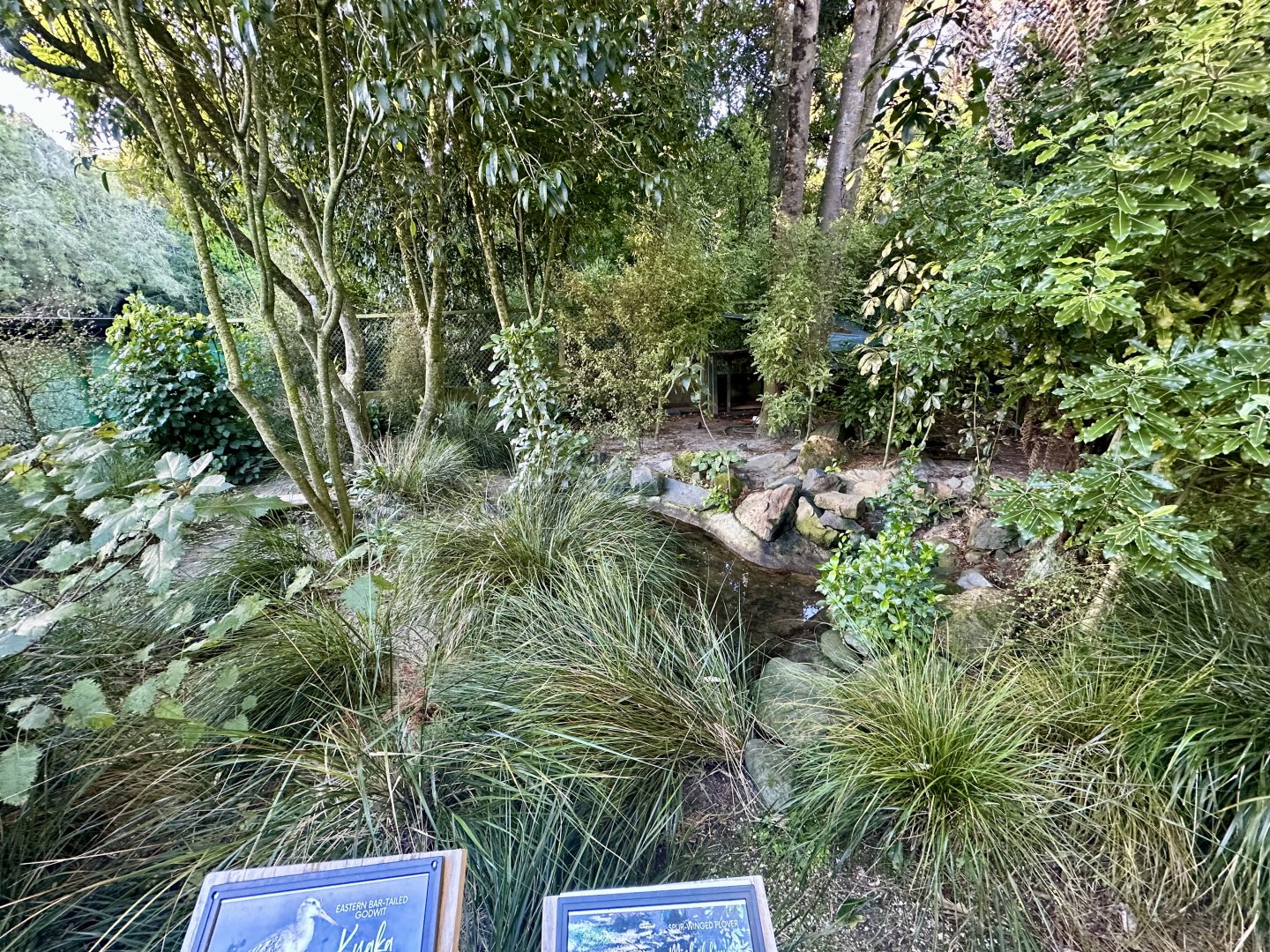 Eastern Bar-tailed Godwit/Spur-winged Plover Exhibit