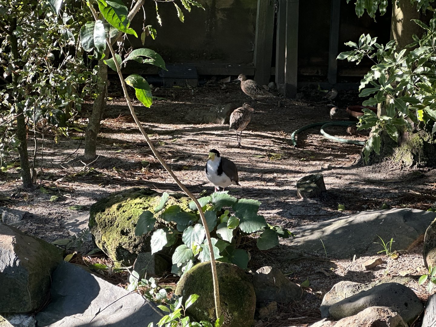 Eastern Bar-tailed Godwit/Spur-winged Plover Exhibit