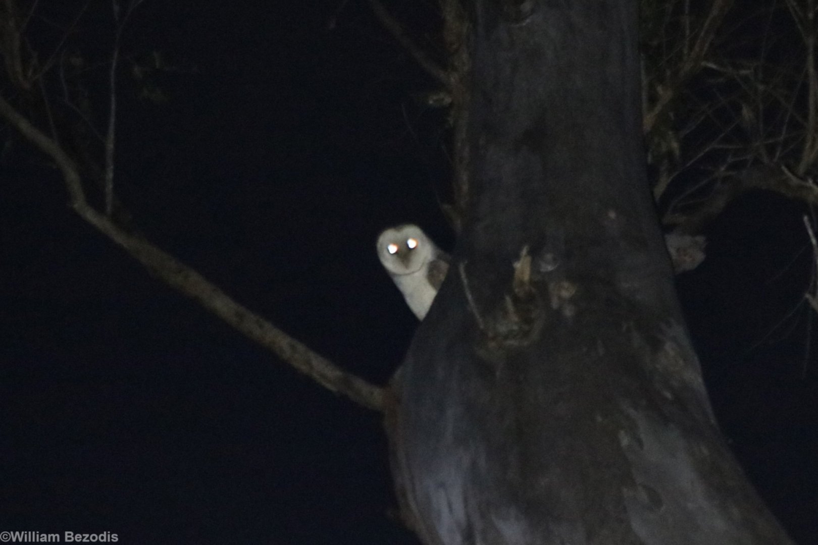 Eastern Barn Owl - Kingfisher Park