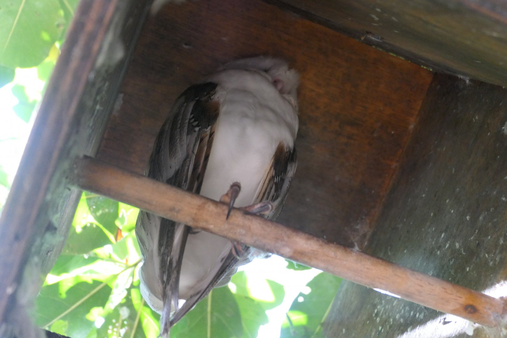 Eastern Barn Owl (Tyto deliculata)