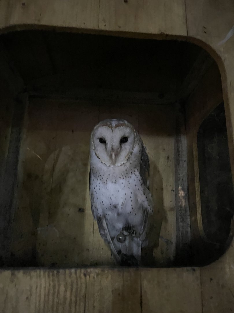 eastern barn owl (tyto javanica)