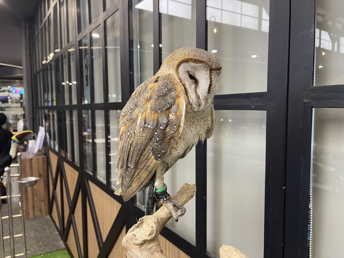 eastern barn owl (tyto javanica)