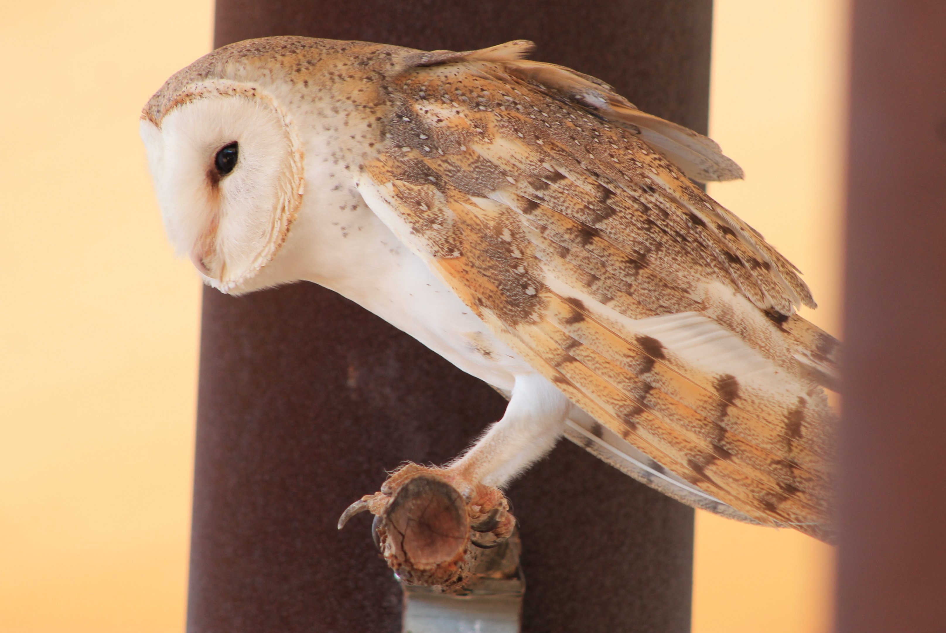 Eastern Barn Owl (Tyto javanica)