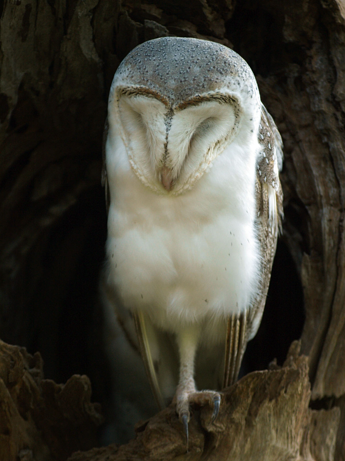 Eastern Barn owl