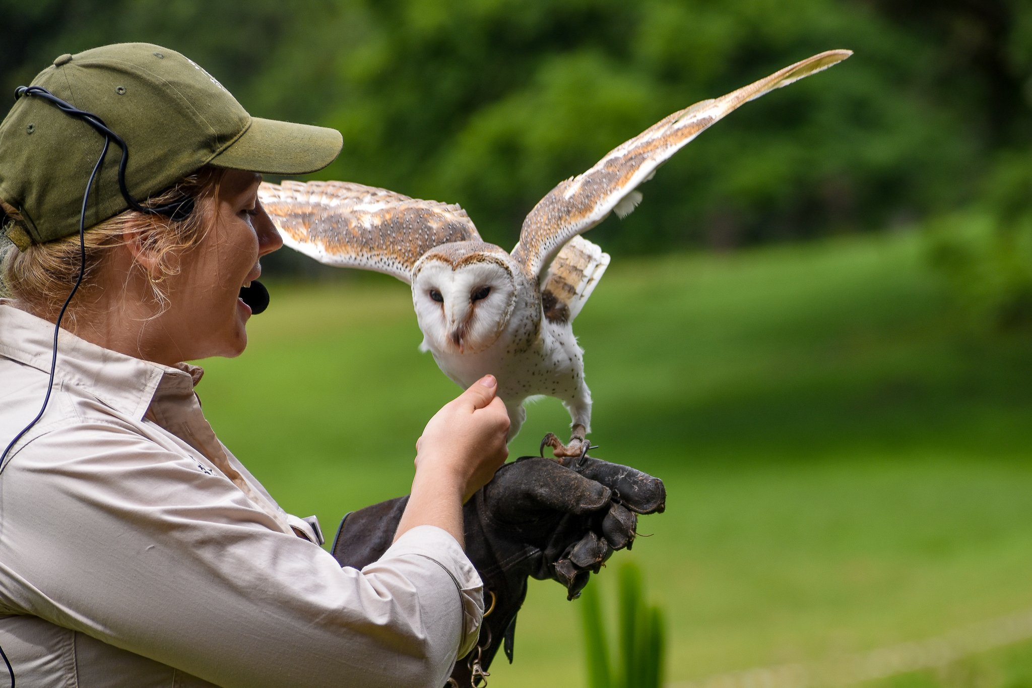 Eastern Barn Owl