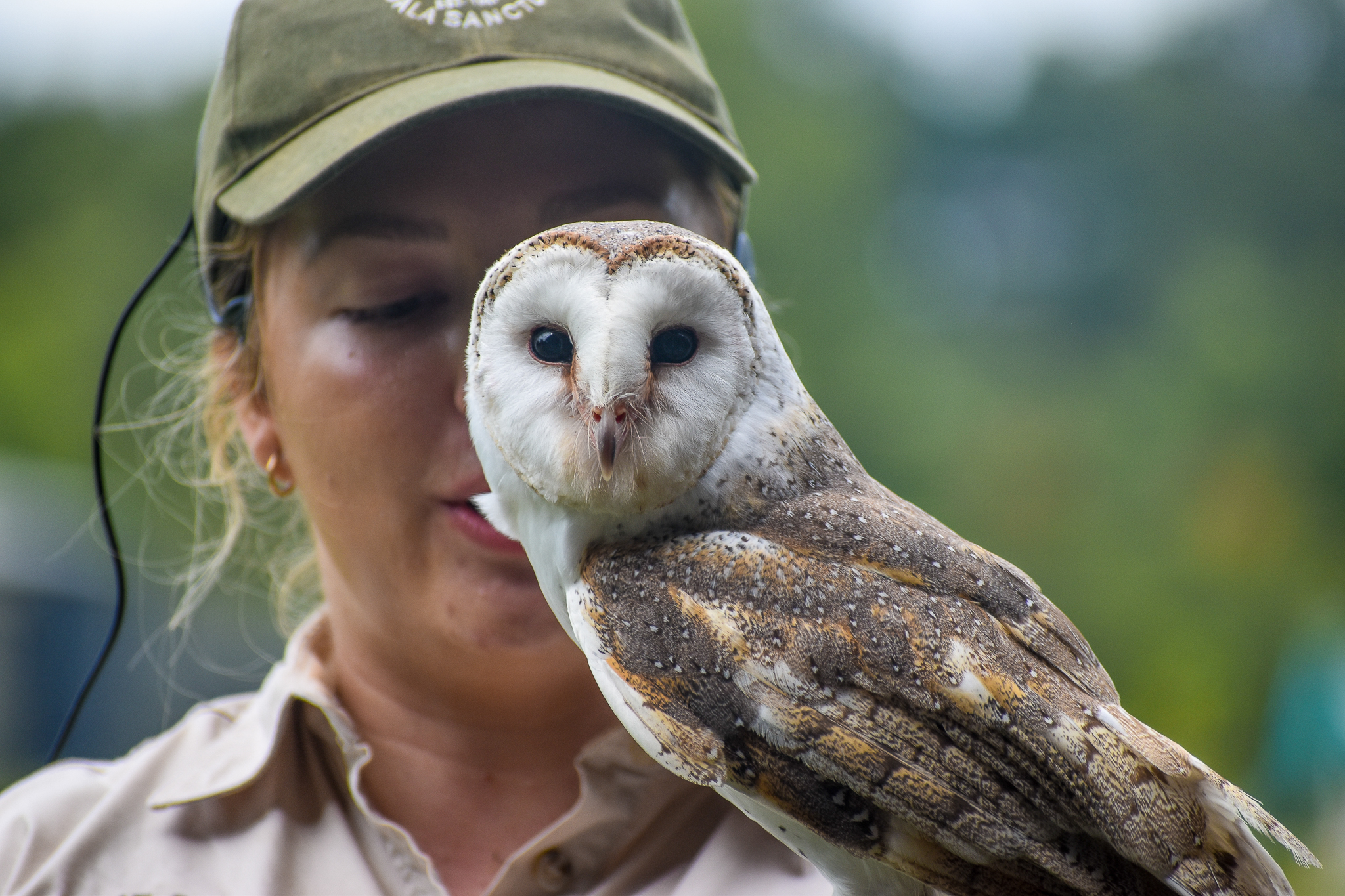 Eastern Barn Owl