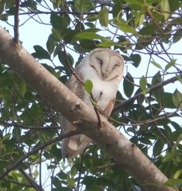 Eastern Barn Owl