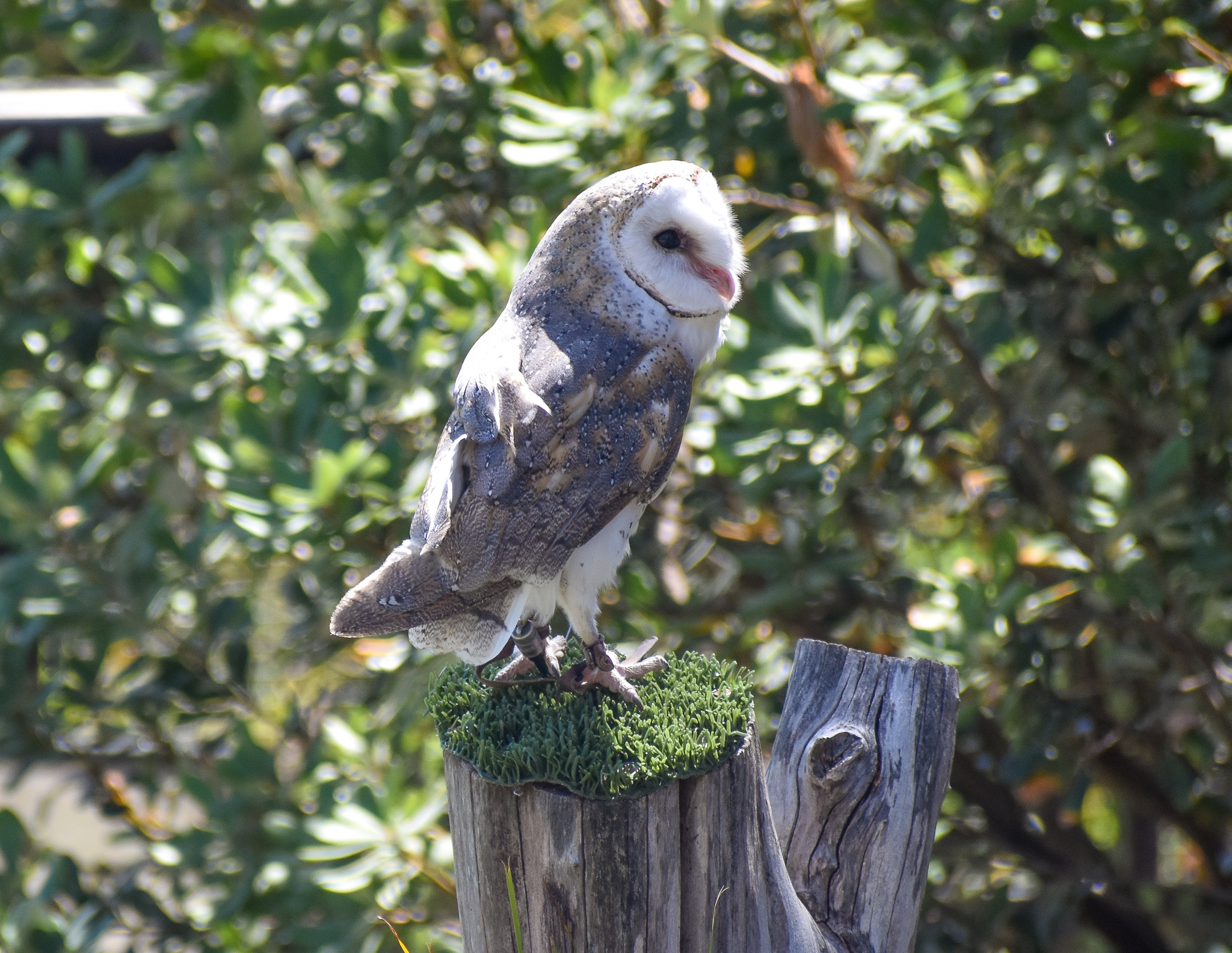 Eastern Barn Owl