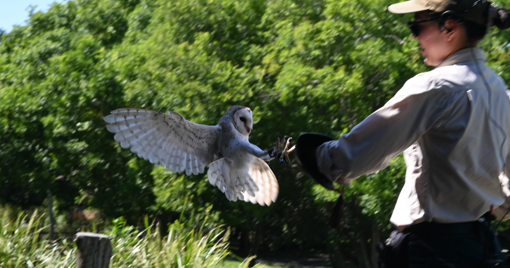 Eastern Barn Owl