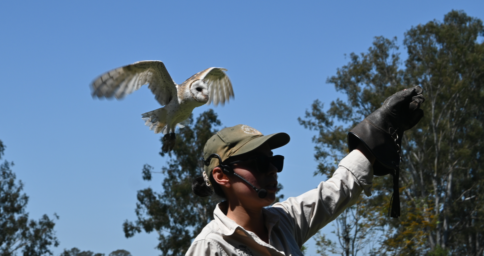 Eastern Barn Owl
