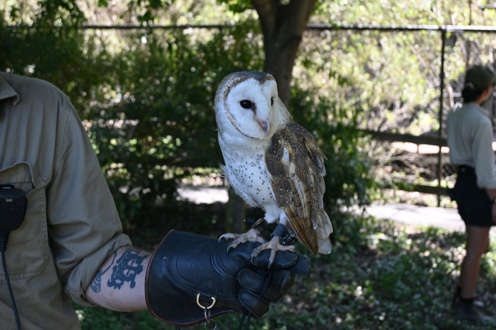 Eastern Barn Owl