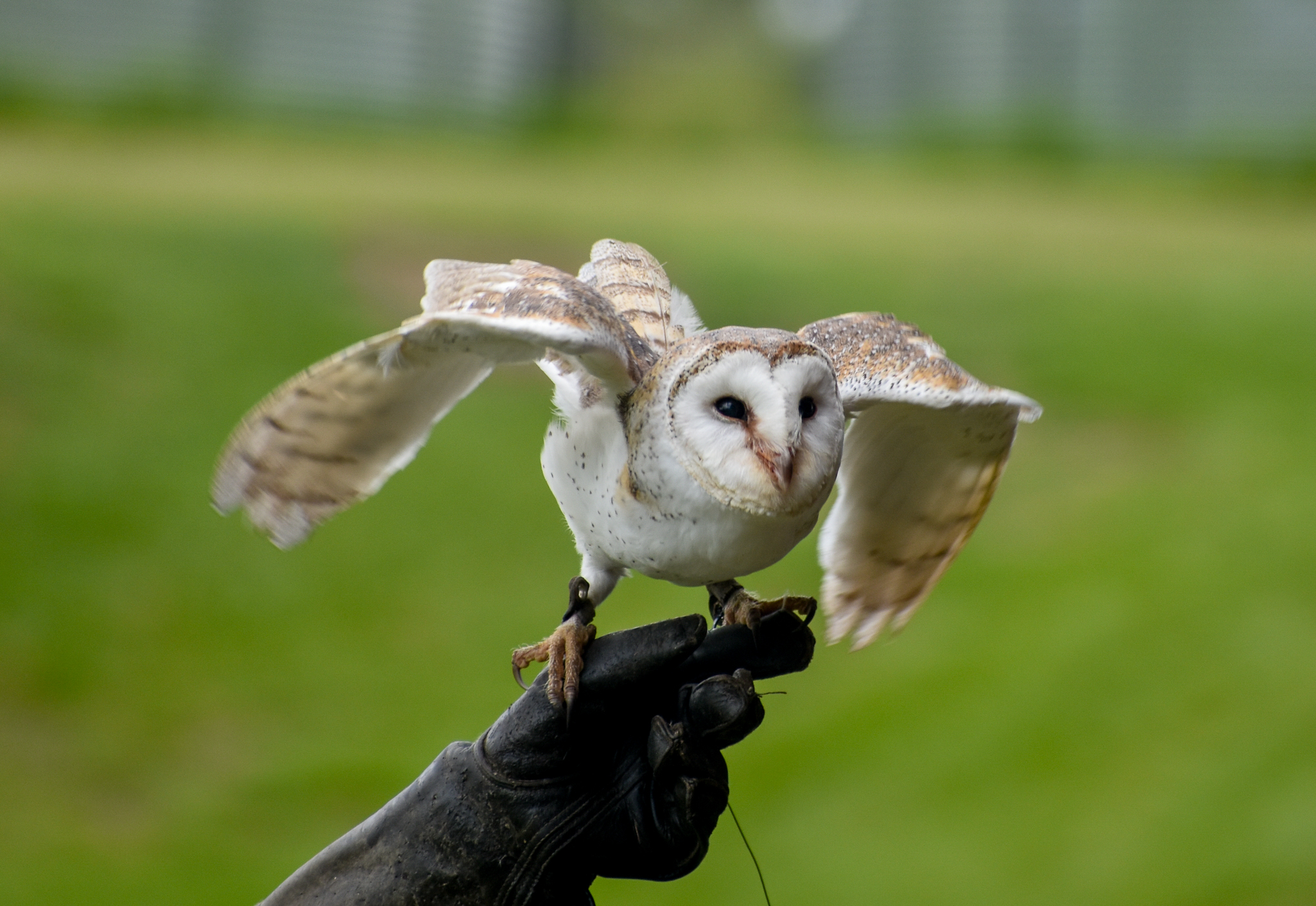 Eastern Barn Owl