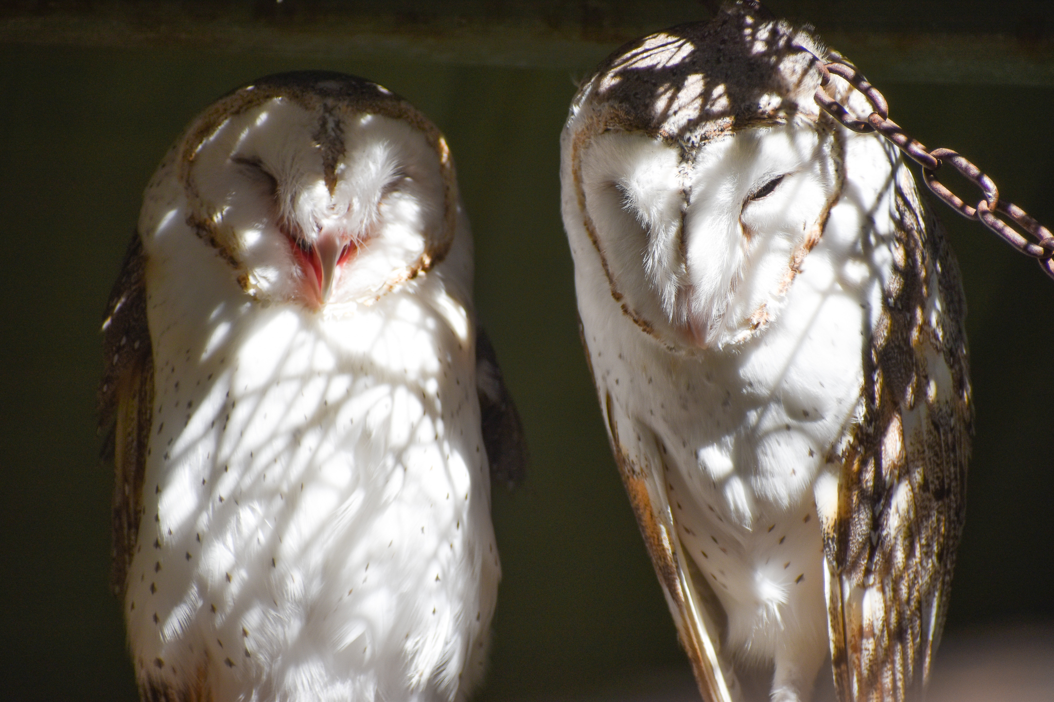 Eastern Barn Owls (Tyto javanica)