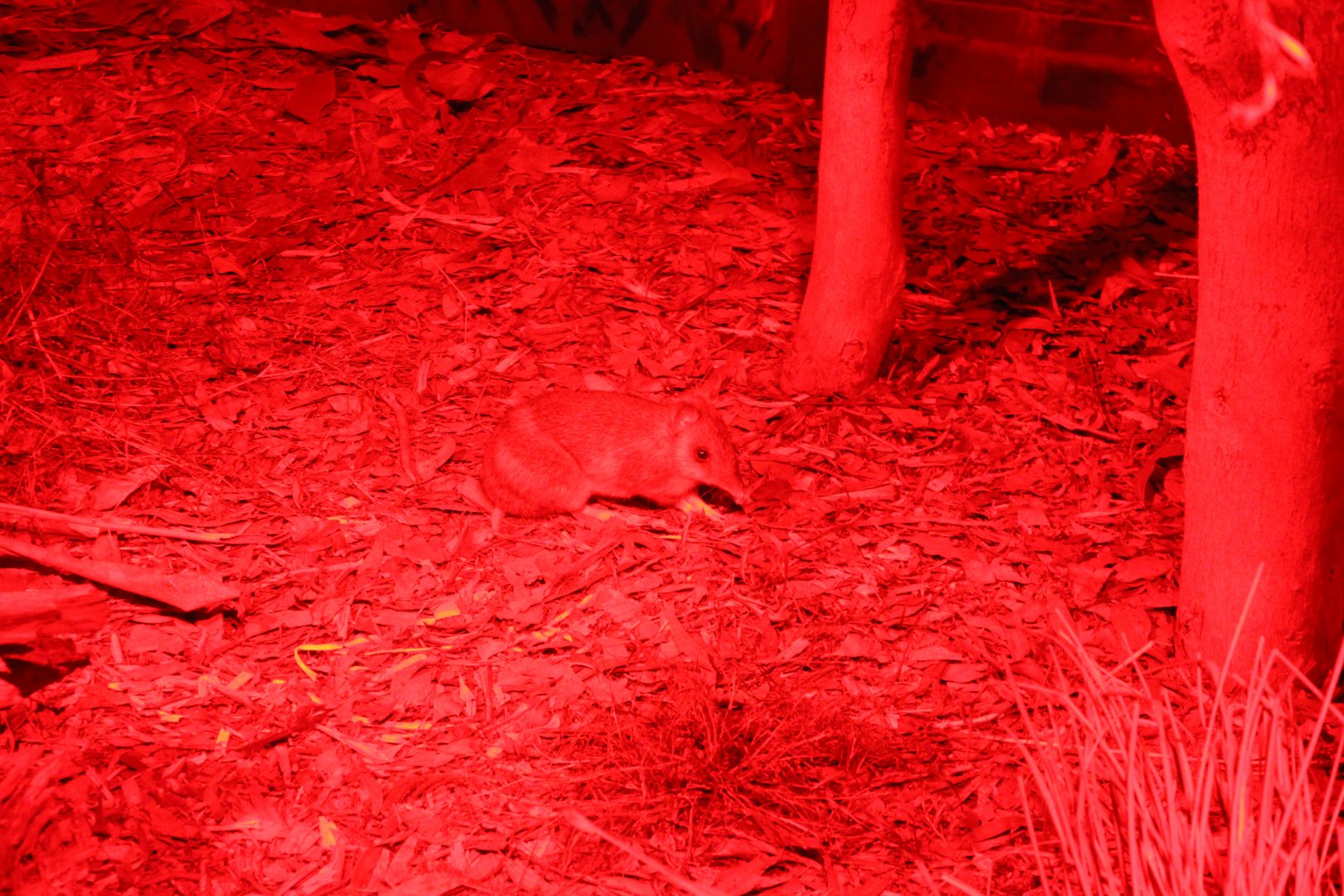 Eastern Barred Bandicoot (Perameles gunnii)