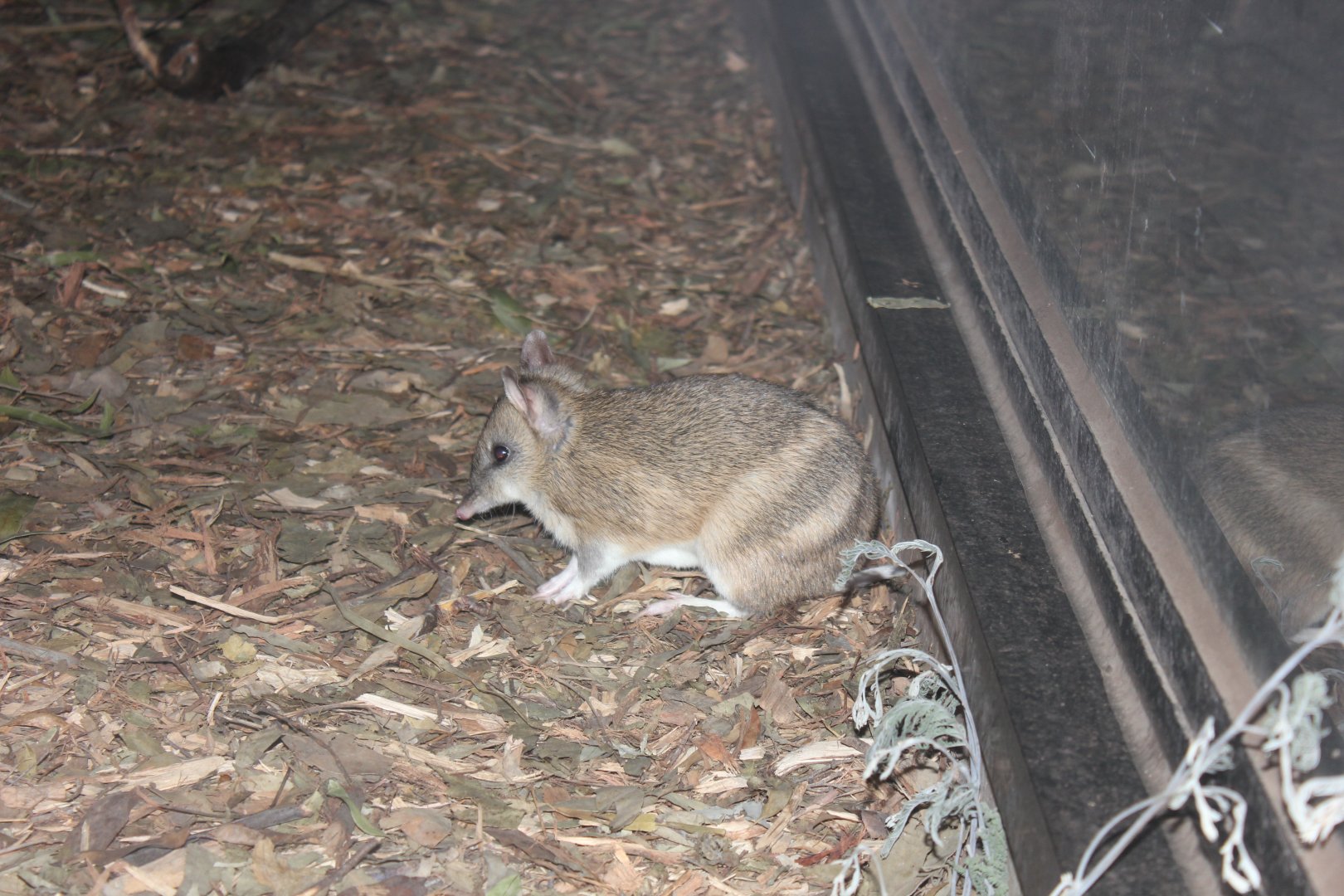 Eastern Barred Bandicoot (Perameles gunnii)