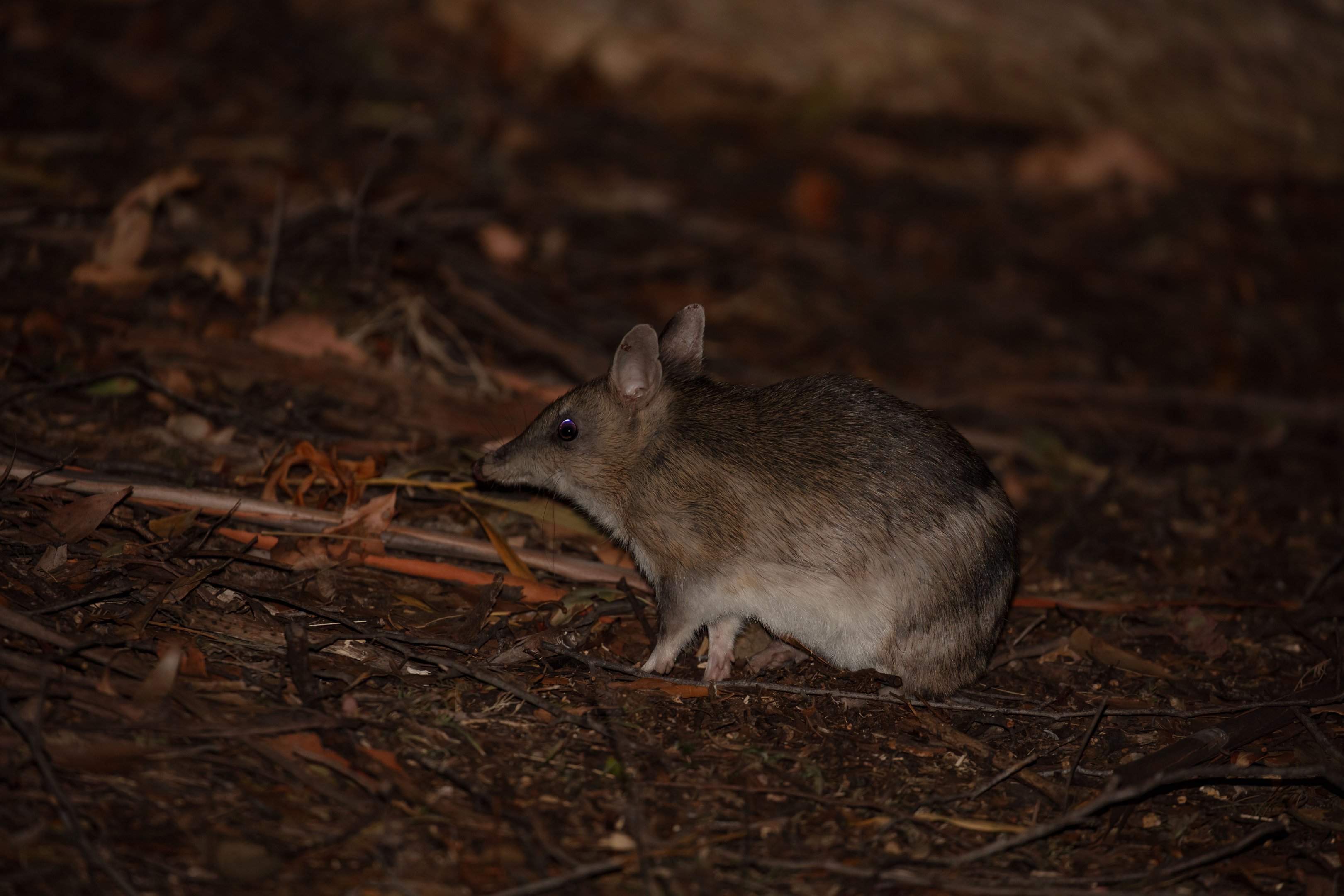 Eastern Barred Bandicoot