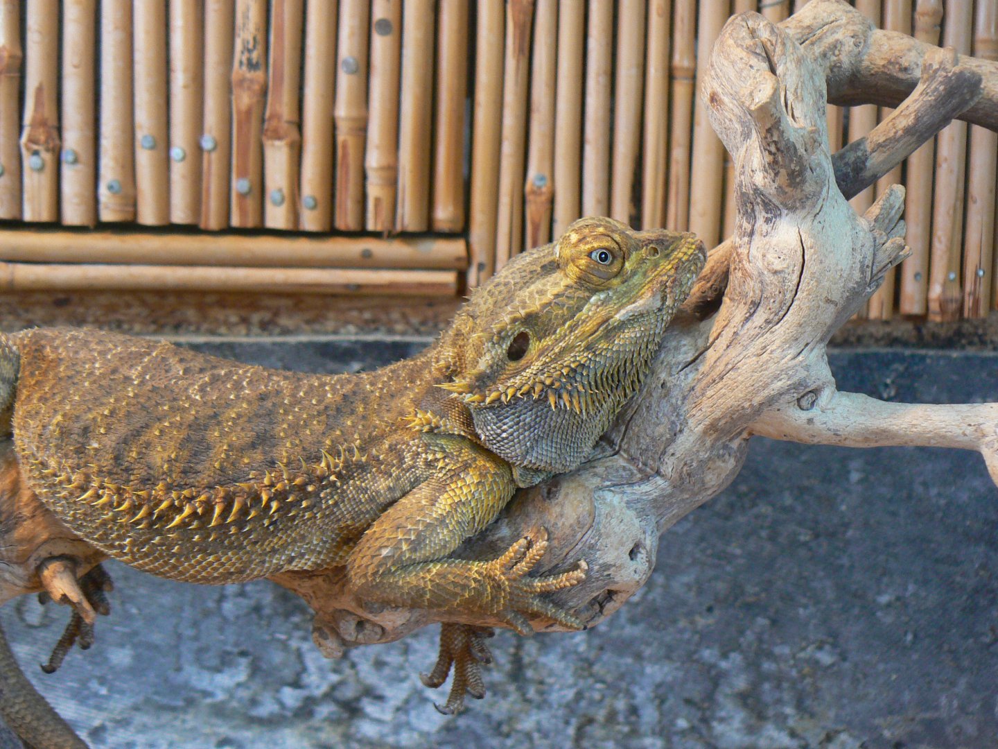 Eastern Bearded Dragon - 16 October 2016