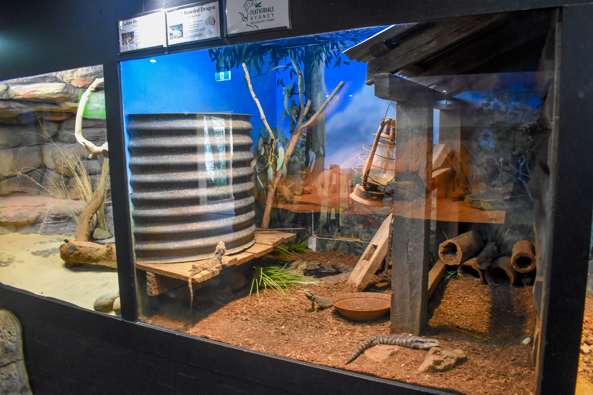 Eastern Bearded Dragon/Bluetongue Enclousure