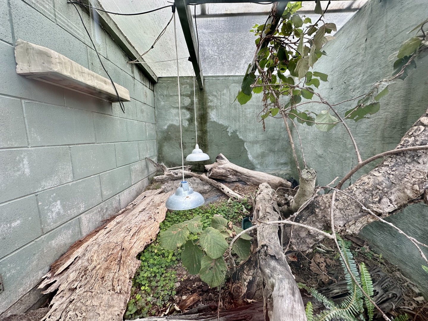 Eastern Bearded Dragon/Eastern Blue-tongued Lizard Exhibit