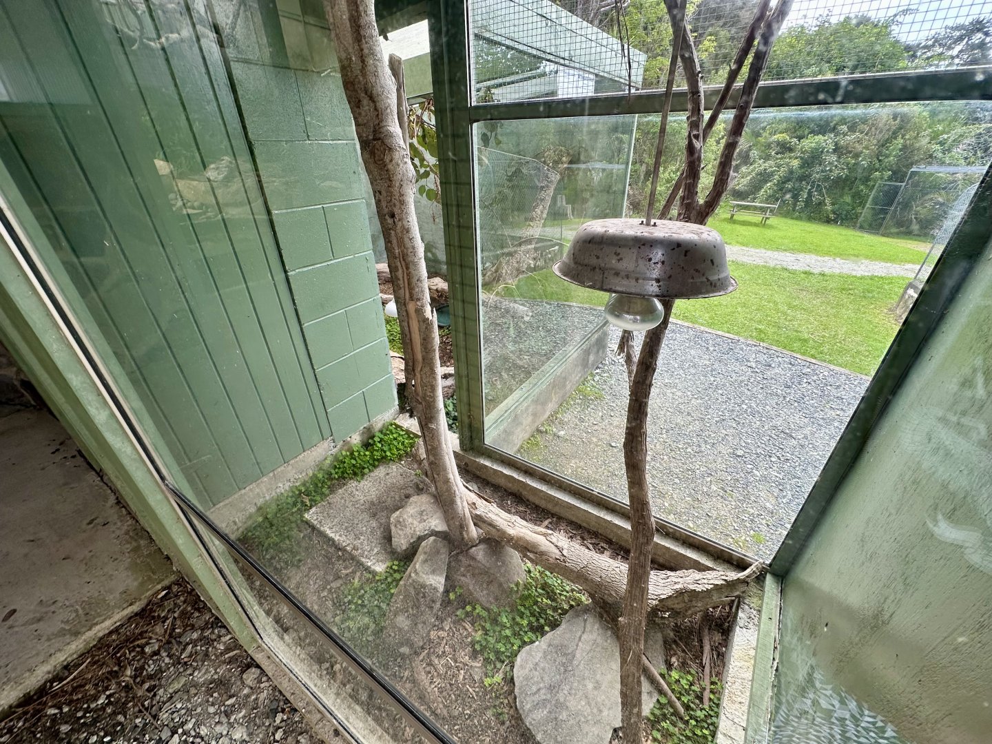 Eastern Bearded Dragon/Eastern Blue-tongued Lizard Exhibit