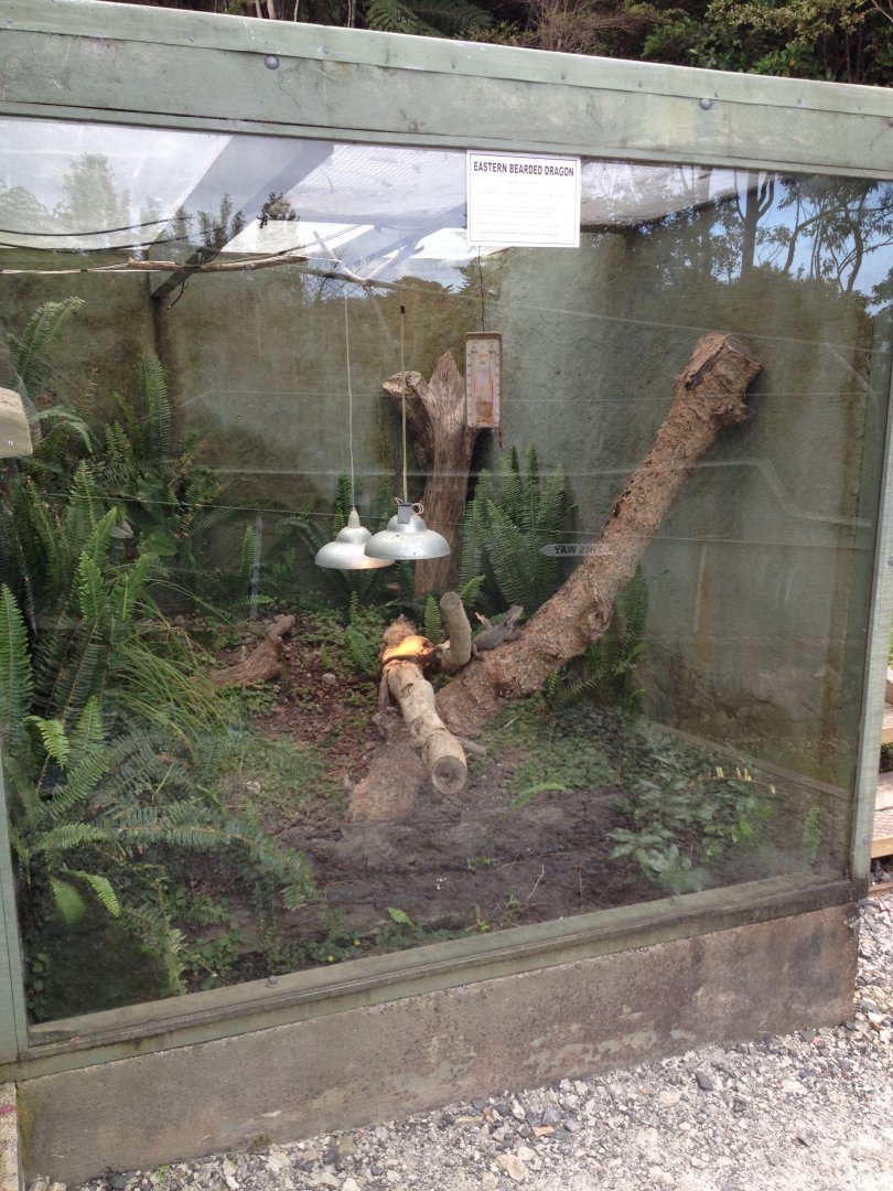 Eastern Bearded Dragon exhibit