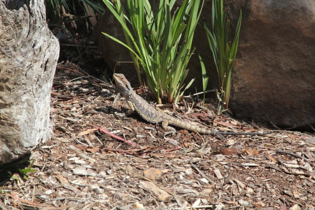 Eastern Bearded Dragon in the Zoofari Lodge area