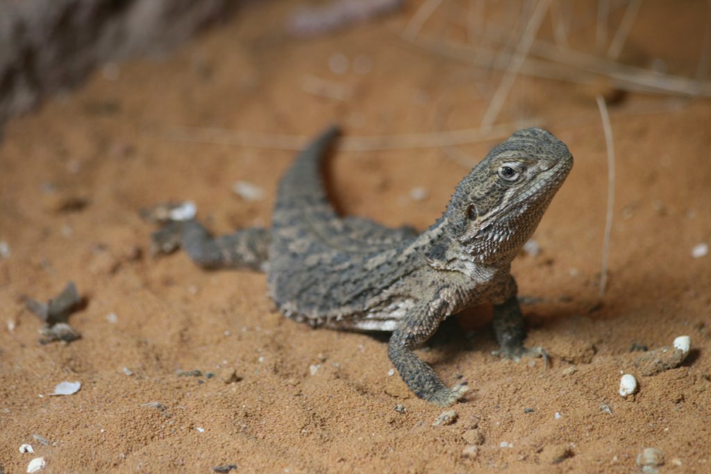 Eastern Bearded Dragon juvenile