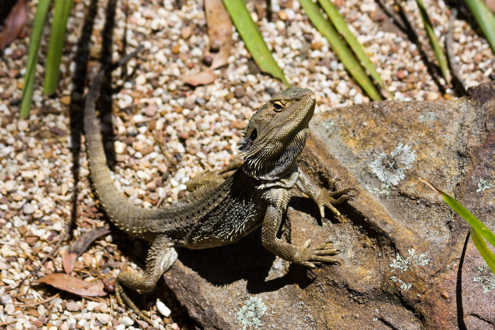 Eastern Bearded Dragon - Nov 2008
