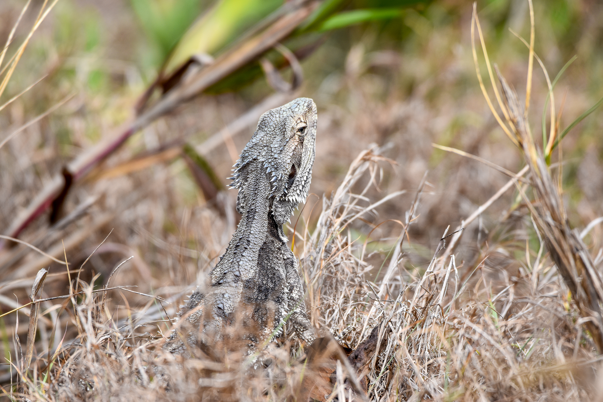 Eastern Bearded Dragon on beach