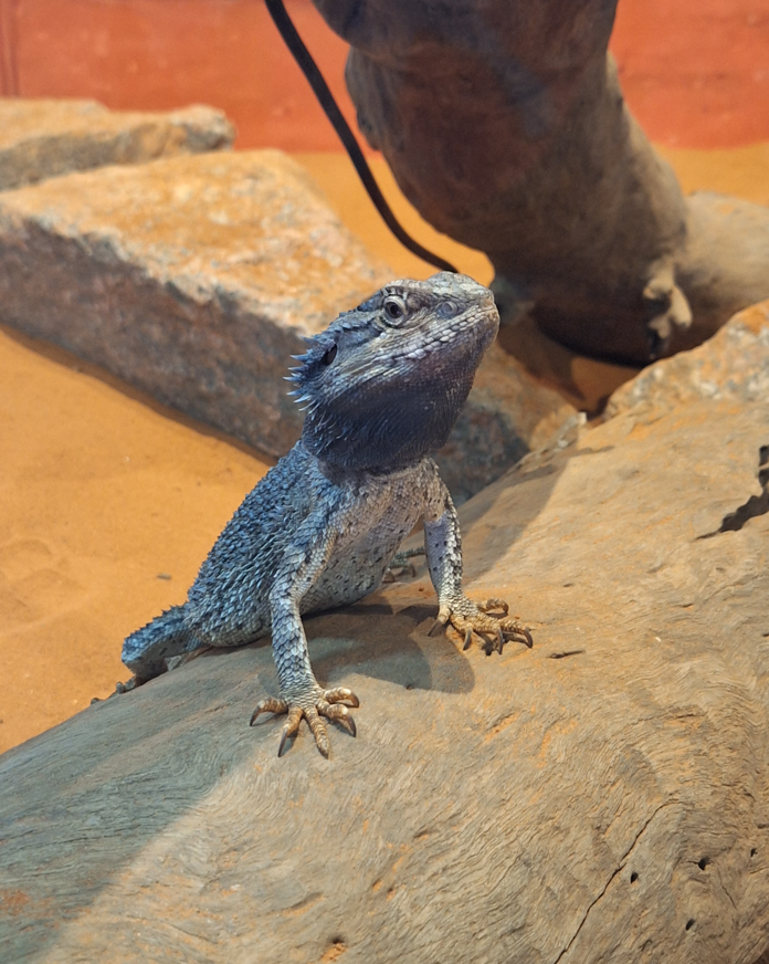 Eastern Bearded Dragon (Pogona barbata) - Cairns Koalas and Creatures